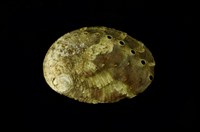 藏品(侏儒鮑螺)的圖片